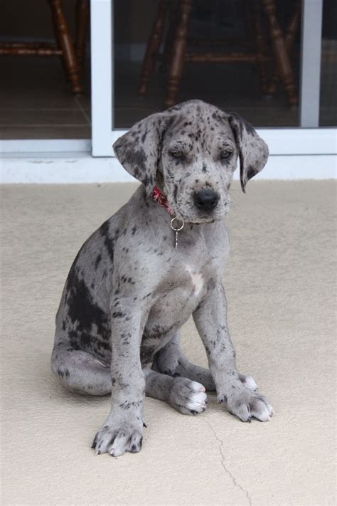 12 week old great dane|8 week old great dane puppy.